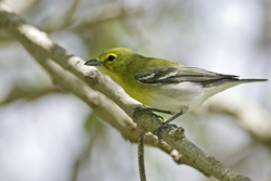 Yellow-throated Vireo