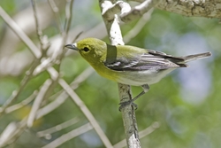 Yellow-throated Vireo