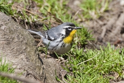 Yellow-throated Warbler