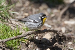 Yellow-throated Warbler