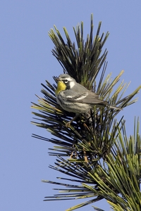 Yellow-throated Warbler