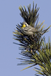 Yellow-throated Warbler