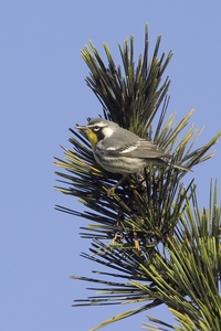 Yellow-throated Warbler