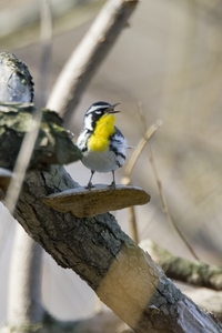 Yellow-throated Warbler
