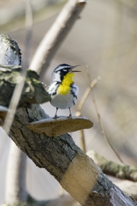 Yellow-throated Warbler