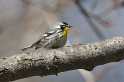 Yellow-throated Warbler