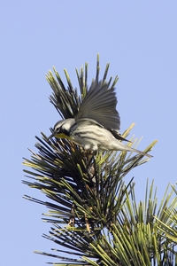 Yellow-throated Warbler