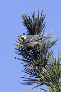 Yellow-throated Warbler
