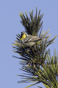 Yellow-throated Warbler