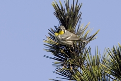 Yellow-throated Warbler