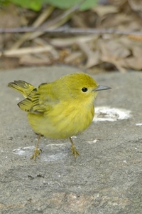 Yellow Warbler
