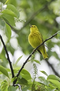 Yellow Warbler