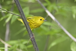 Yellow Warbler