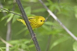 Yellow Warbler