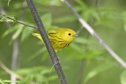 Yellow Warbler