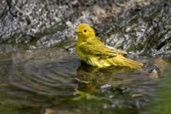 Yellow Warbler