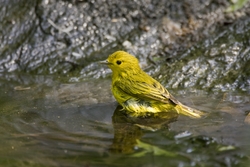 Yellow Warbler