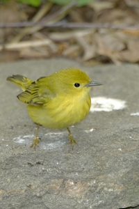 Yellow Warbler
