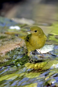 Yellow Warbler