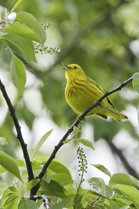Yellow Warbler