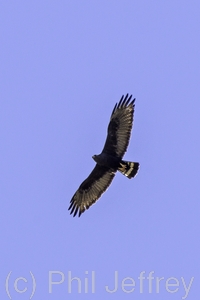 Zone-tailed Hawk