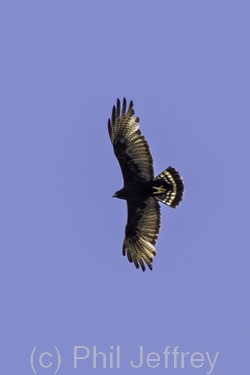 Zone-tailed Hawk