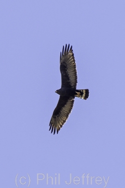 Zone-tailed Hawk