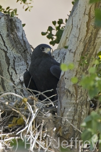 Zone-tailed Hawk