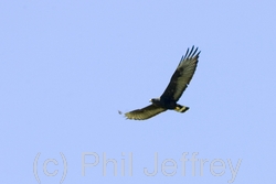 Zone-tailed Hawk