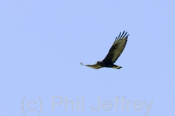 Zone-tailed Hawk