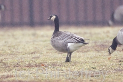 Barnacle x Canada Goose (hybrid)