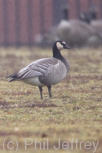 Barnacle x Canada Goose (hybrid)