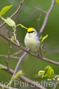 Brewster's Warbler (hybrid)