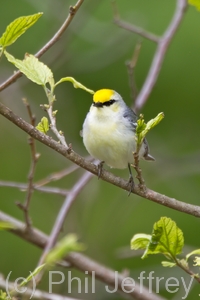 Brewster's Warbler (hybrid)