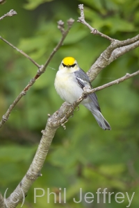Brewster's Warbler (hybrid)
