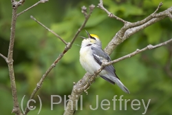 Brewster's Warbler (hybrid)