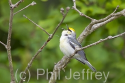 Brewster's Warbler (hybrid)