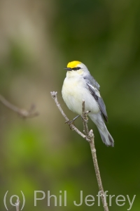 Brewster's Warbler (hybrid)