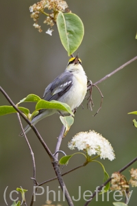 Brewster's Warbler (hybrid)