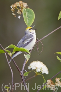 Brewster's Warbler (hybrid)