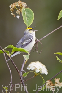 Brewster's Warbler (hybrid)