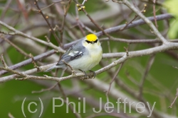 Brewster's Warbler (hybrid)