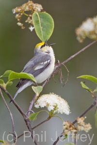 Brewster's Warbler (hybrid)