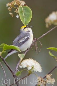 Brewster's Warbler (hybrid)
