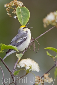 Brewster's Warbler (hybrid)