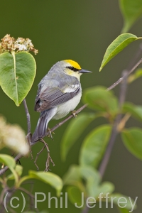 Brewster's Warbler (hybrid)