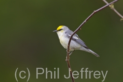 Brewster's Warbler (hybrid)