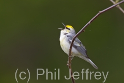 Brewster's Warbler (hybrid)