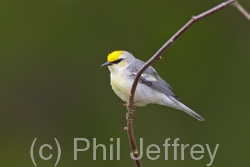 Brewster's Warbler (hybrid)