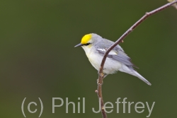 Brewster's Warbler (hybrid)
